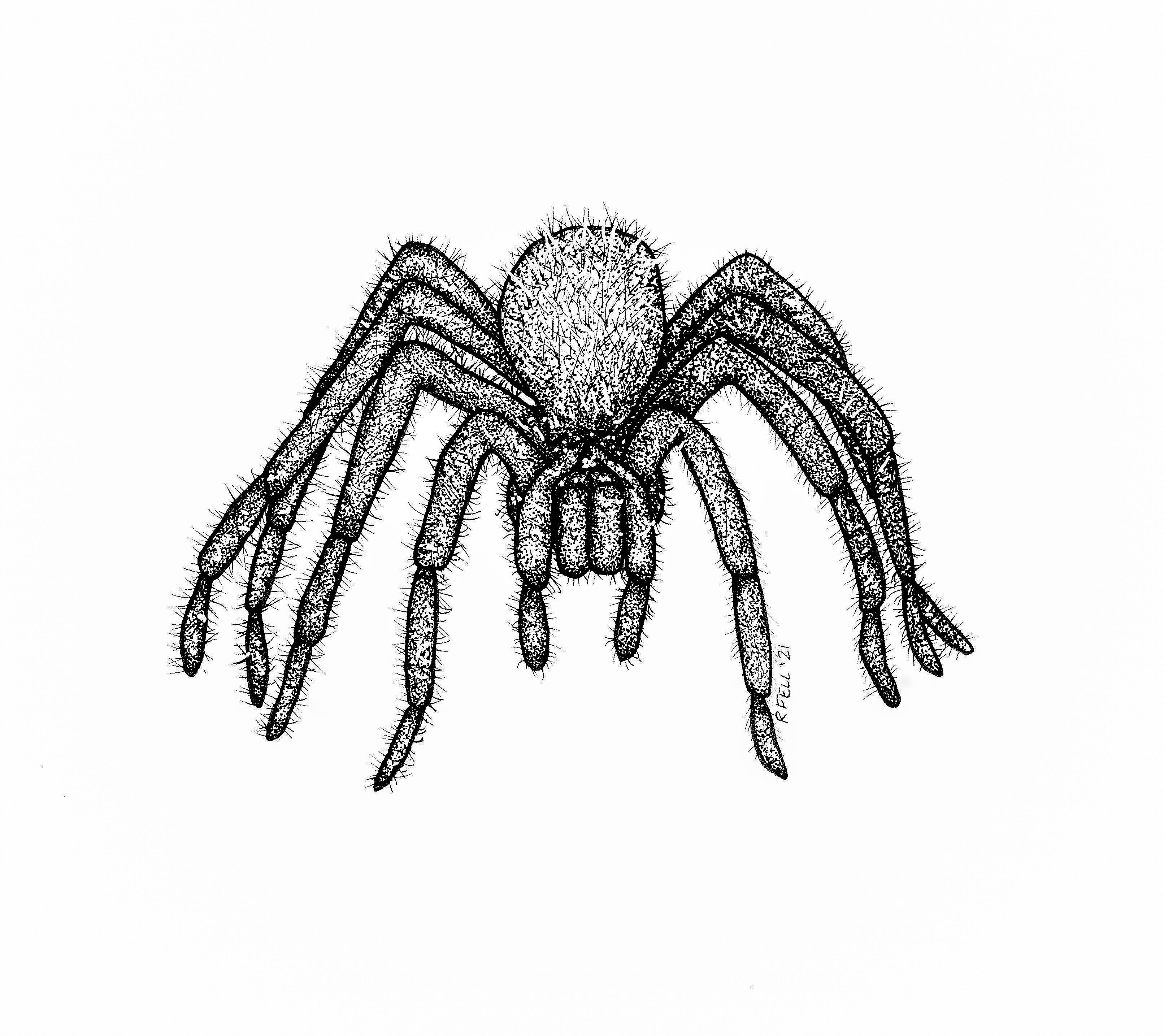 tarantula